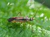 Stenotus binotatus